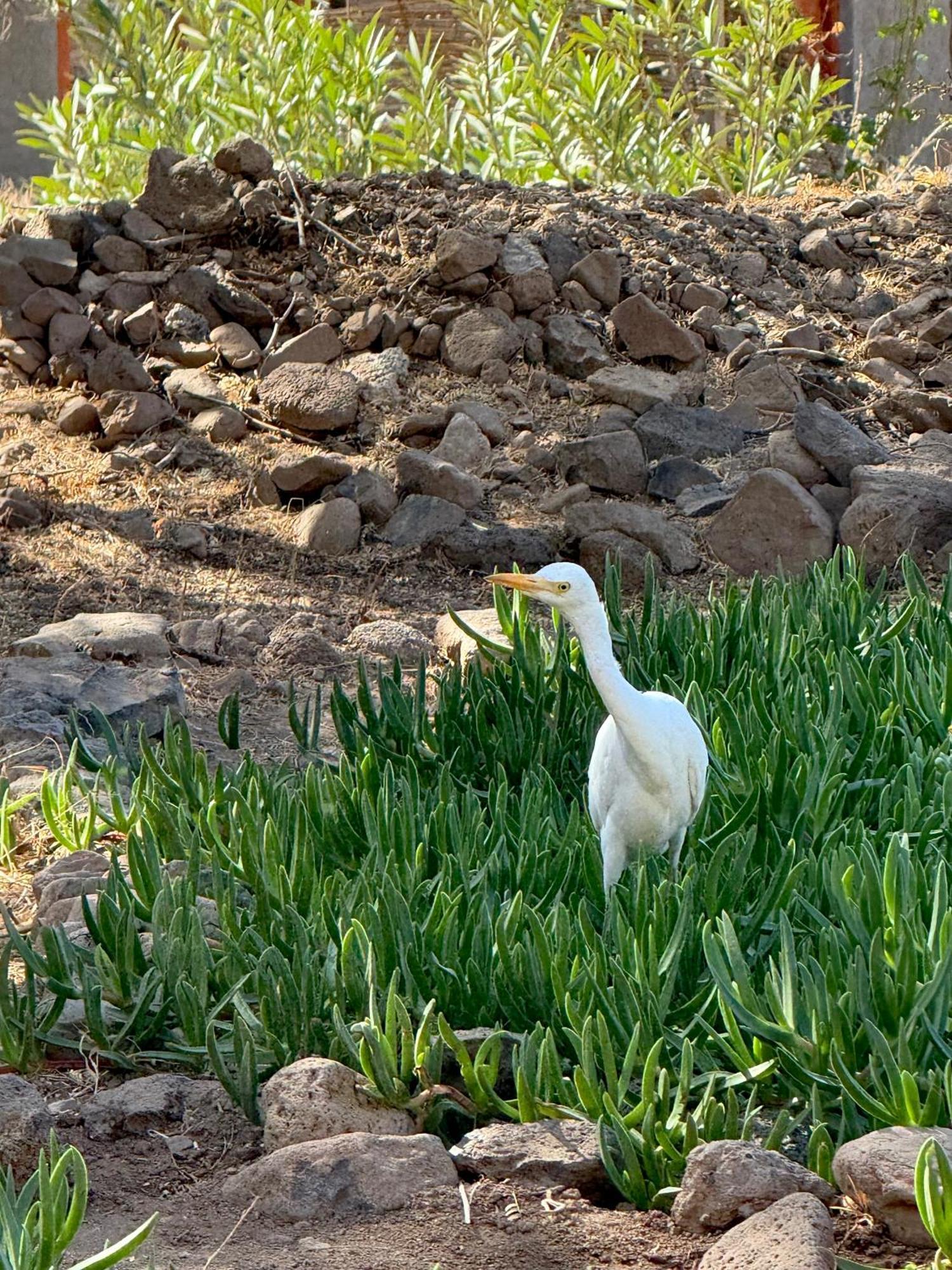 Chã da Igreja Palmeira Da Cruz Ecolodge מראה חיצוני תמונה